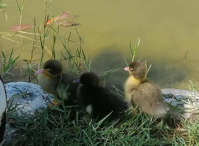 Otantik Tas Ev Oda ve Kahvaltı