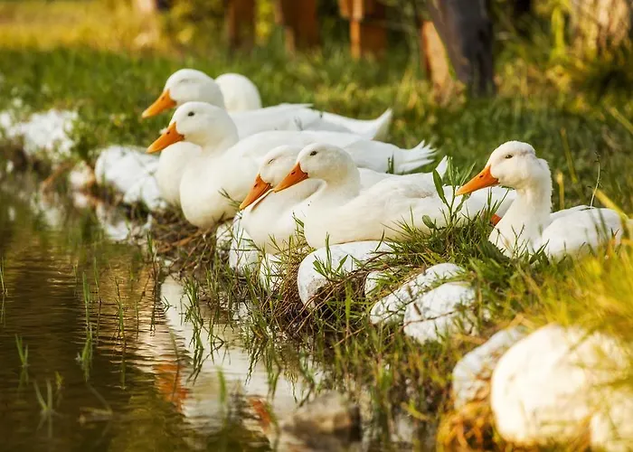 Otantik Tas Ev Dalaman