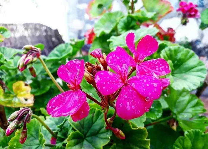 Otantik Tas Ev Dalaman