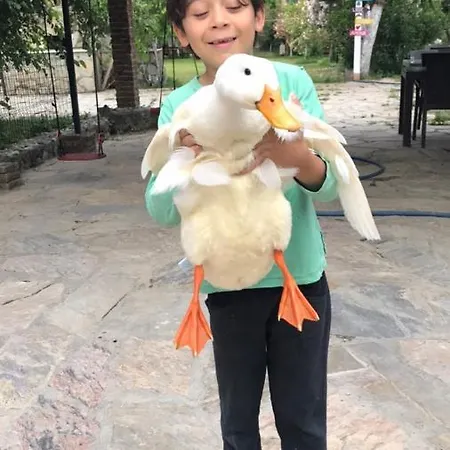 Oda ve Kahvaltı Otantik Tas Ev 3*