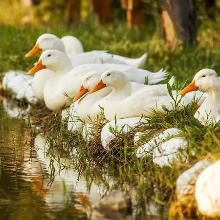 أوتانتيك تاس إيف دالامان