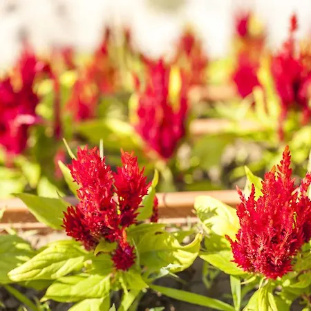 فندق مبيت وإفطار أوتانتيك تاس إيف