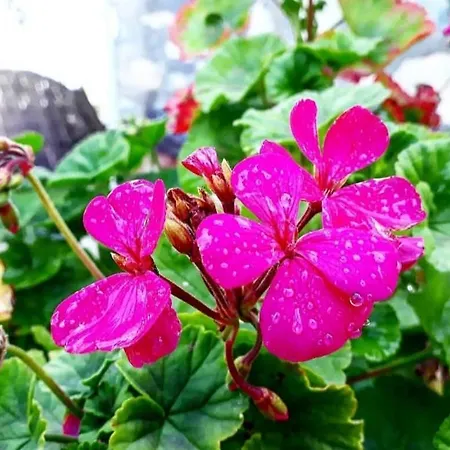 Otantik Tas Ev Dalaman