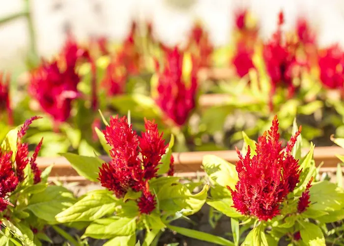 Oda ve Kahvaltı Otantik Tas Ev