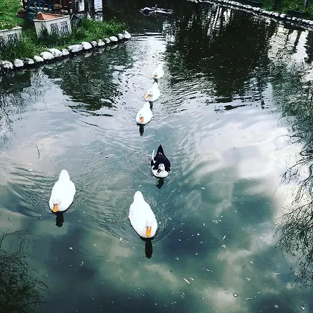 ベッド・アンド・ブレックファスト Otantik Tas Ev 3*